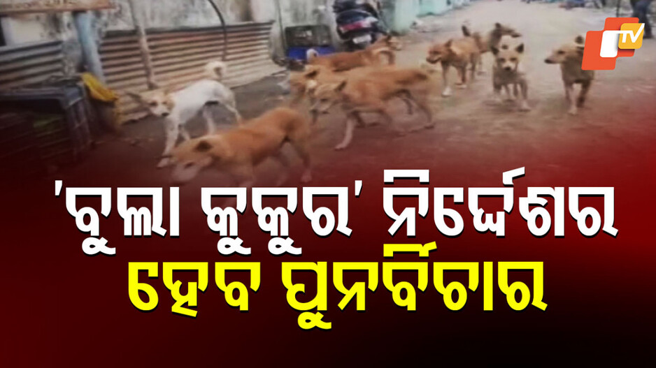 Supreme Court: ଦିଲ୍ଲୀ NCRରୁ ବୁଲା କୁକୁର ହଟାଇବା ନିର୍ଦ୍ଦେଶର ହେବ ପୁନର୍ବିଚାର: ପ୍ରଧାନ ବିଚାରପତି