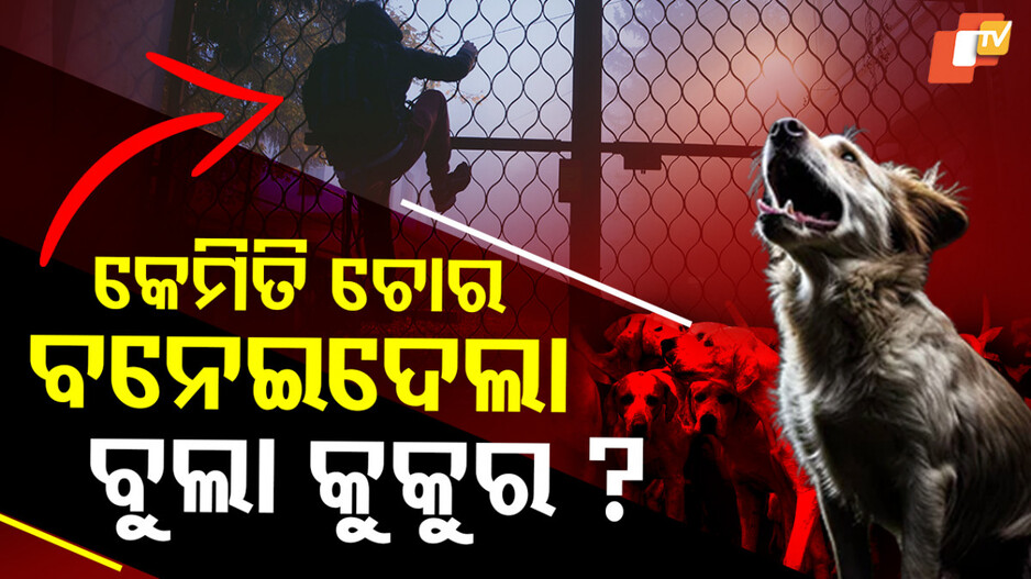 Software Engineer:ରାତିଅଧରେ ଗୋଡ଼ାଇଲେ ବୁଲା କୁକୁର, ତାପରେ ଯାହା ଘଟିଲା କଳ୍ପନା ବାହାରେ