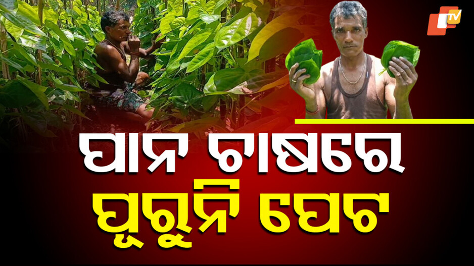 Betel-leaf Cultivation: ପାନ ଚାଷରୁ ବିମୁଖ ହେଉଛନ୍ତି ଗଞ୍ଜାମର ଖଣ୍ଡୁରୁ ଚାଷୀ; ମିଳୁନି ସରକାରୀ ସହାୟତା