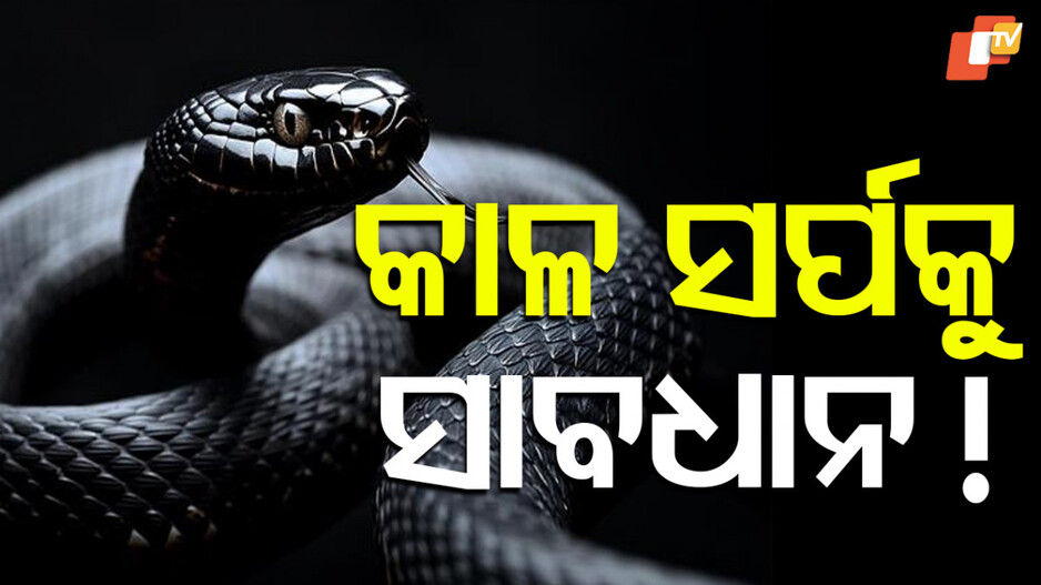 Snakebite menace grips Odisha:୨୦୨୩-୨୪ରେ ସାପ କାମୁଡ଼ାରେ ୧୧୫୦ ଜଣଙ୍କ ମୃତ୍ୟୁ