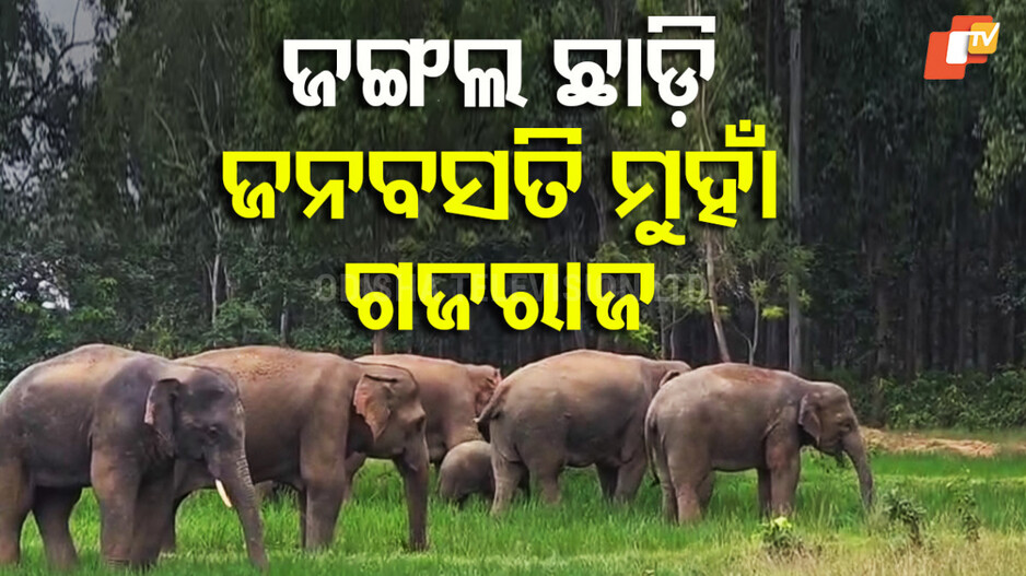 Elephant Menace: ଜି.ଉଦୟଗିରି ଗଳିକନ୍ଦିରେ ବୁଲୁଛି ଦନ୍ତା, ଆଠଗଡକୁ ଫେରିଛନ୍ତି ୨୨ ଟିକିଆ ହାତୀପଲ
