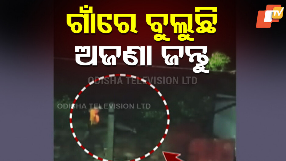 Mysterious Animal: ଭାଲୁମୁଣ୍ଡା ଗାଁରେ ଅଜଣା ଜନ୍ତୁ ଆତଙ୍କ