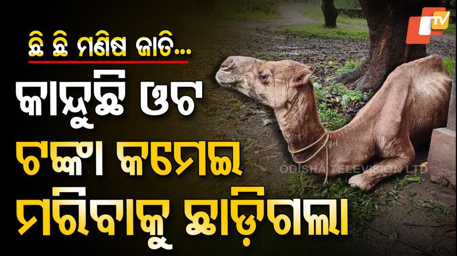 Camel Dies : ଓଟର ଦୁଃଖ କାହାଣୀ, ମାଲିକ ଛାଡ଼ି ଚାଲିଗଲା, ଝୁରି ଝୁରି ମରିଗଲା