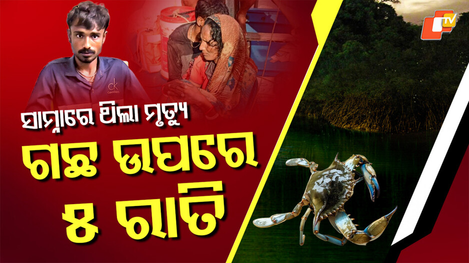 Missing In Forest: ଲୋଭରେ ଗଲେ ଜଙ୍ଗଲକୁ, ଗଛ ଉପରେ ବିତିଲା ୫ ରାତି.... ଘେରି ରହିଥିଲେ ଜୀବଜନ୍ତୁ