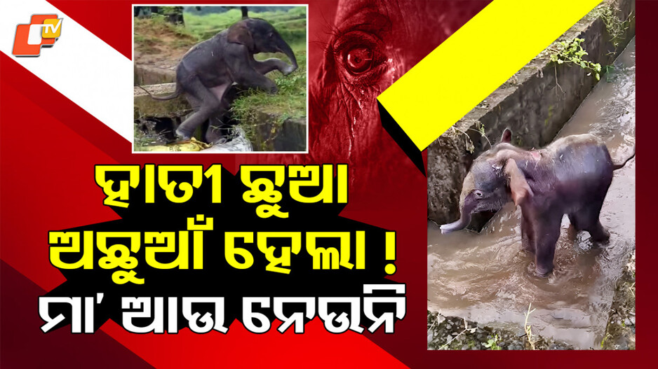 Elephant: ଛୁଆକୁ ଛୁଇଁ ଦେଲା ମଣିଷ, ଗ୍ରହଣ କରୁନି ମାଆ