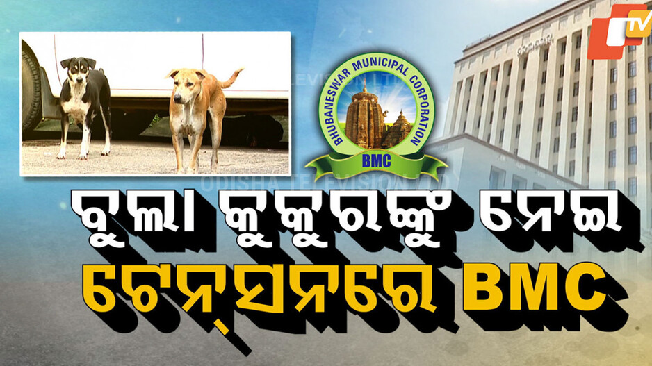 Stray Dog Census: ବୁଲା କୁକୁରଙ୍କୁ ନେଇ ଟେନ୍ସନରେ BMC