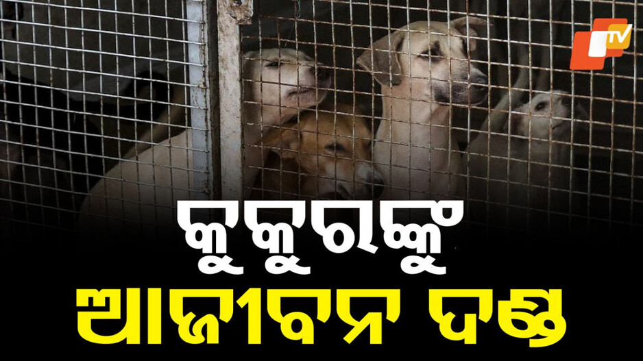 Stray Dogs: ଆଉ ତ୍ରାହି ନାହିଁ.... କୁକୁରଙ୍କୁ ଆଜୀବନ ଦଣ୍ଡ
