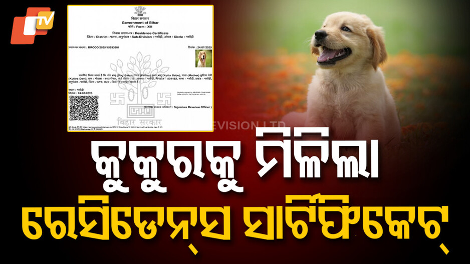Dog Gets Residence Certificate: ପଶୁଙ୍କୁ ମିଳୁଛି ରେସିଡେନ୍ସ ସାର୍ଟିଫିକେଟ୍, ଚାଲିଛି କି ଜଙ୍ଗଲରାଜ୍ ?