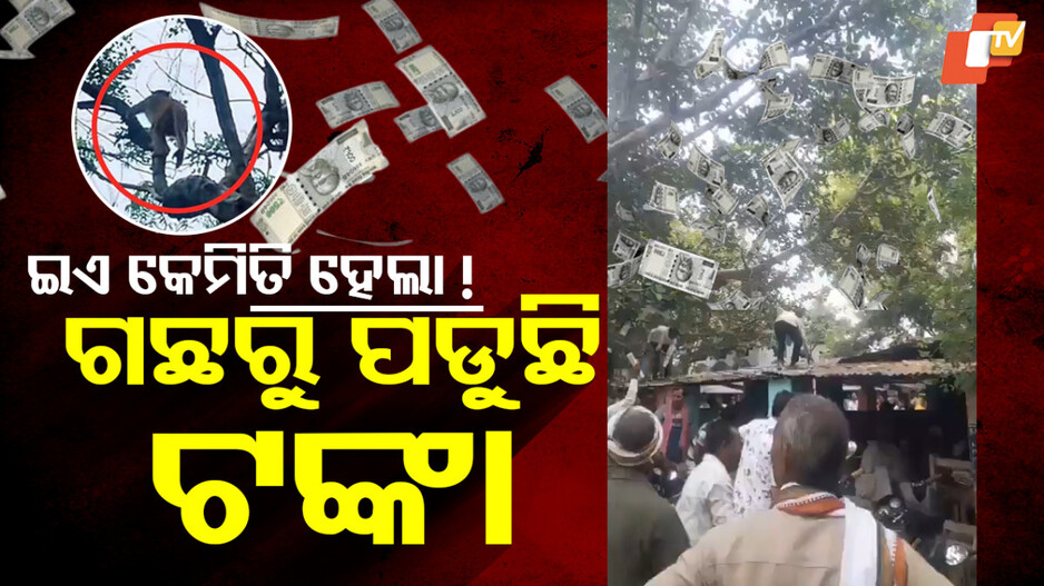 Money Rain:ଗଛ ଉପରୁ ଟଙ୍କା ବର୍ଷା ! ଯିଏ ଯେତେ ପାରିଲା ଗୋଟାଇ ନେଲା