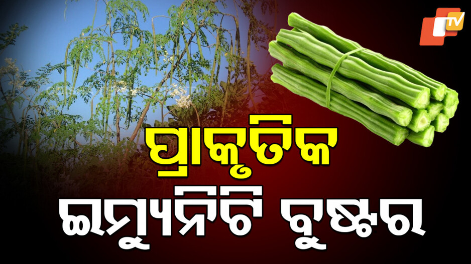 Moringa: ଜାଣନ୍ତୁ ସଜନାର ଏହି ୧୦ଟି ସ୍ୱାସ୍ଥ୍ୟକର ଗୁଣ, ରୋଗ ପାଖ ମାଡିବନି