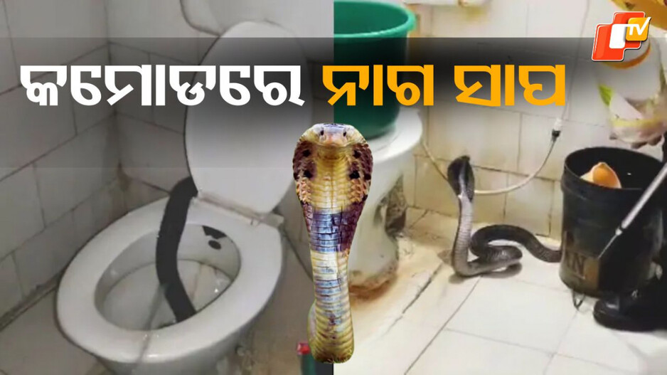 Viral video: ଟଏଲେଟ୍‌ ଗଲେ ଡାକ୍ତର, କମୋଡ୍‌ରୁ ବାହାରି ଆସିଲା ନାଗ ସାପ...ଭିଡିଓ ଭାଇରାଲ
