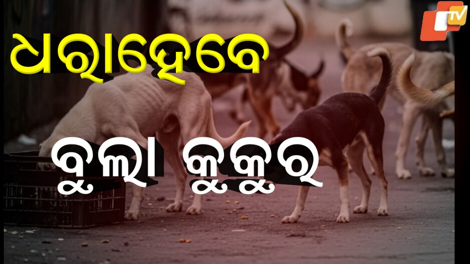 Street Dogs:ରାସ୍ତାରେ ବୁଲିବେନି ବୁଲା କୁକୁର, ବୁଲିଲେ ଉଠାଇନେବେ...ବିରୋଧ କଲେ ହେବ ଆକ୍ସନ