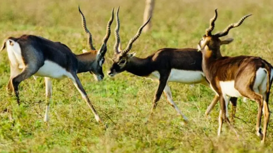 Blackbuck population in Odisha's Ganjam rises to 8,789