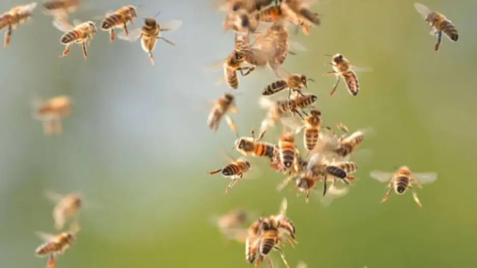Over 30 students injured in honeybee attack in Odisha