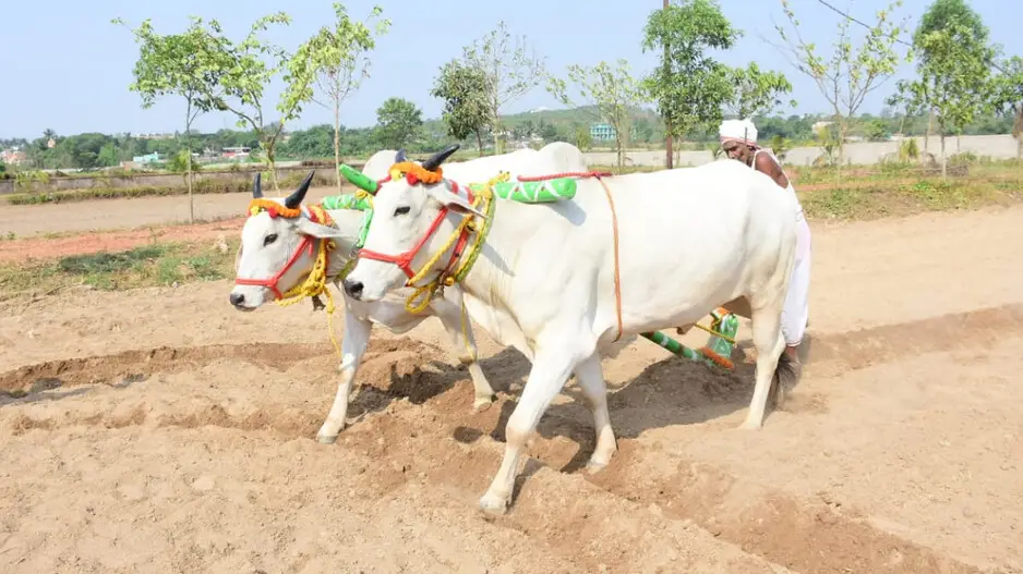 Akshay Tritiya: Odisha Celebrates Agrarian Festival With Traditional Fervour