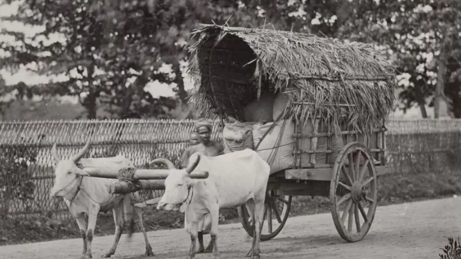 A Bullock Cart Ride To Cuttack – 60 Km, 60 Years Ago