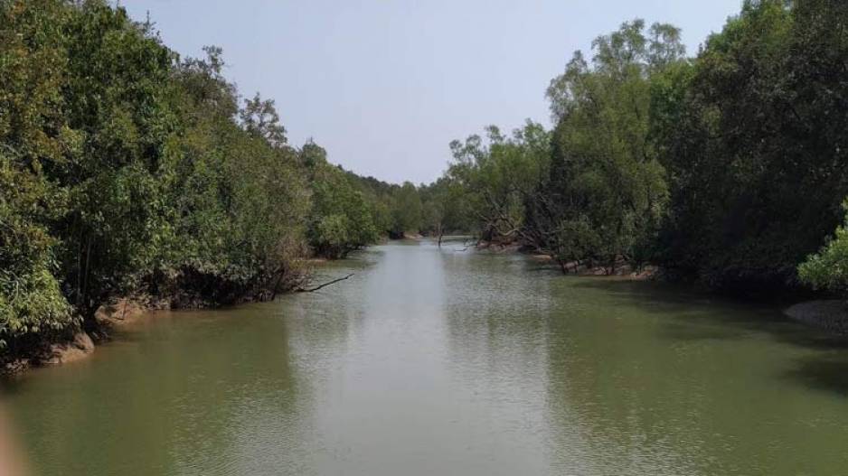 Shield against cyclones: Odisha to have more mangrove forests in coastal belts