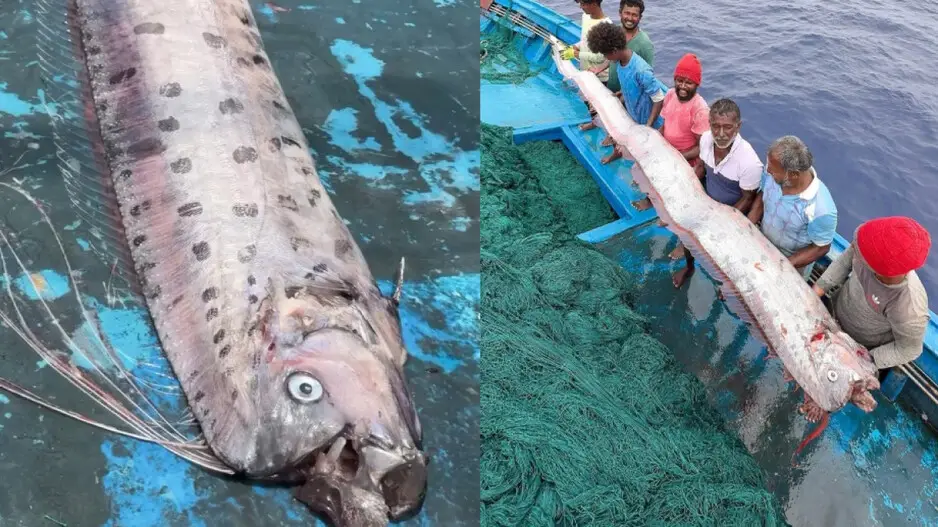 Rare ‘doomsday fish’ found in Tamil Nadu; folklore fuels fears of impending disaster