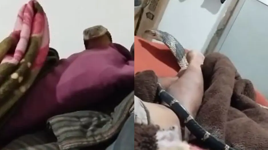 Deadly Calm: Man lies still as King Cobra slithers over him in viral video, WATCH