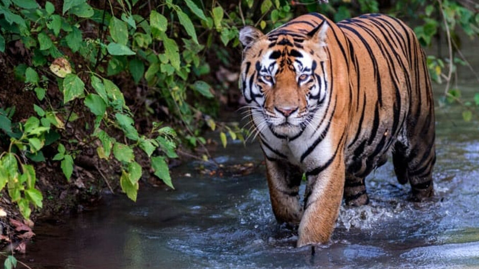 Wake-up call for conservation as Karnataka govt grapples with 82 Tiger deaths in 5 years