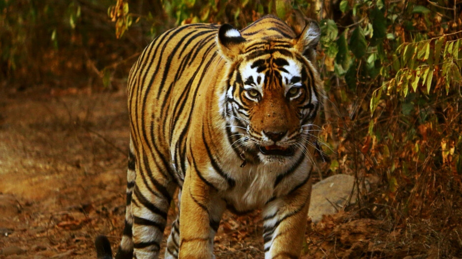 Two tigers from Tadoba identified for relocation to Similipal reserve in Odisha