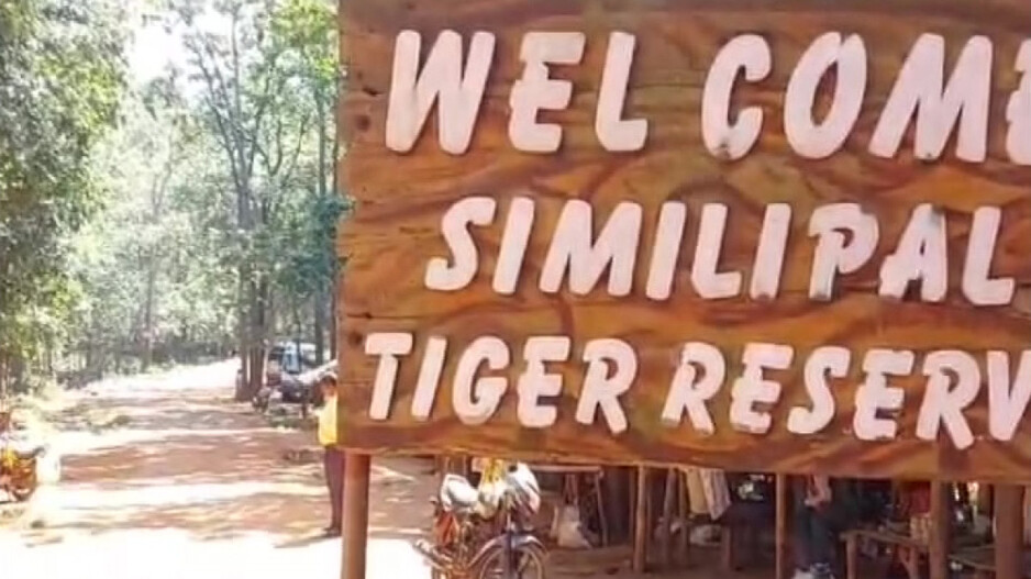 After tigress ‘Yamuna’, process begins to bring second big cat from Maharashtra to Similipal