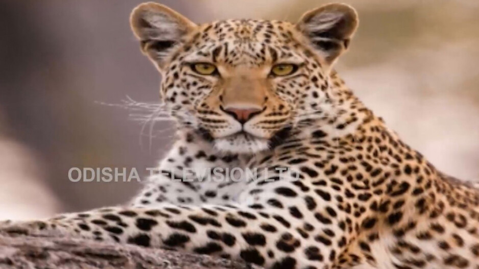 Odisha home to 696 leopards, reveals census report