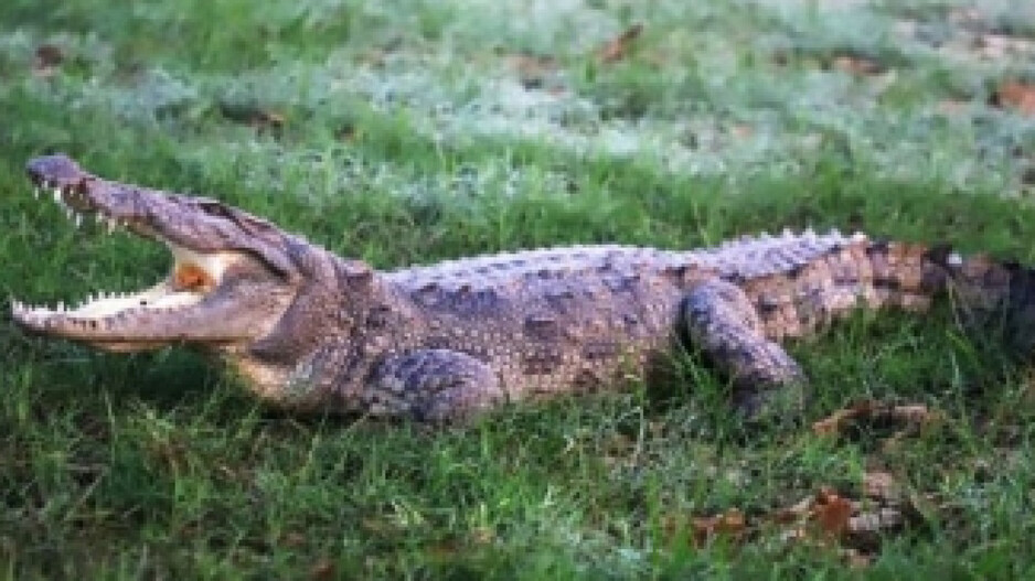 Census reveals fall in crocodile population in Satkosia, raises concern