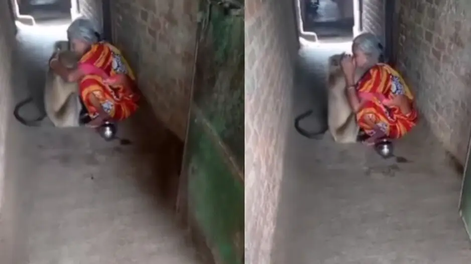 Monkey’s kiss turns into unexpected attack on elderly woman; watch what happened next