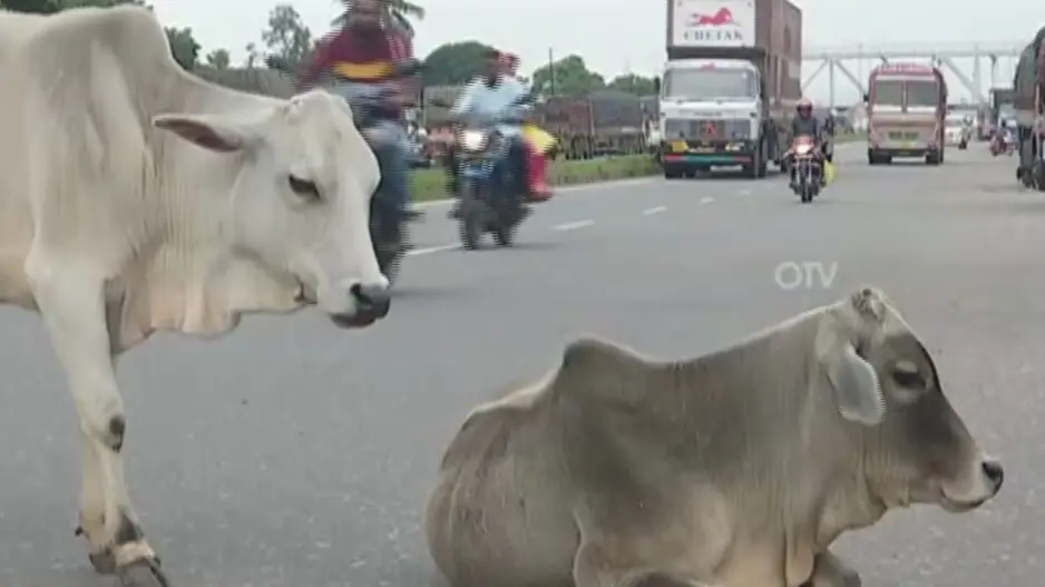 Illegal parking of heavy vehicles, stray cattle menace along NHs pose threat to lives in Odisha