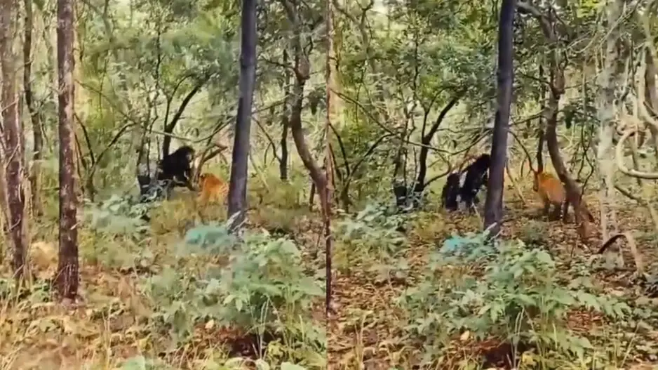 Clash of jungle giants: Mother Bear confronts Royal Bengal Tiger for the sake of her cub, watch