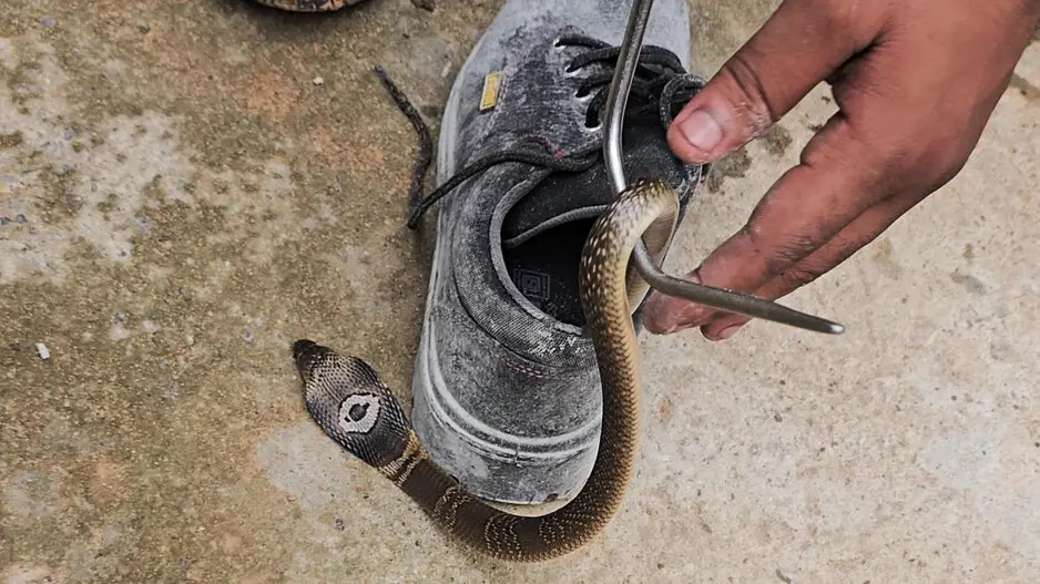 Bhubaneswar man gets bitten by deadly monocled cobra hiding in shoe; experts suggest right way to check