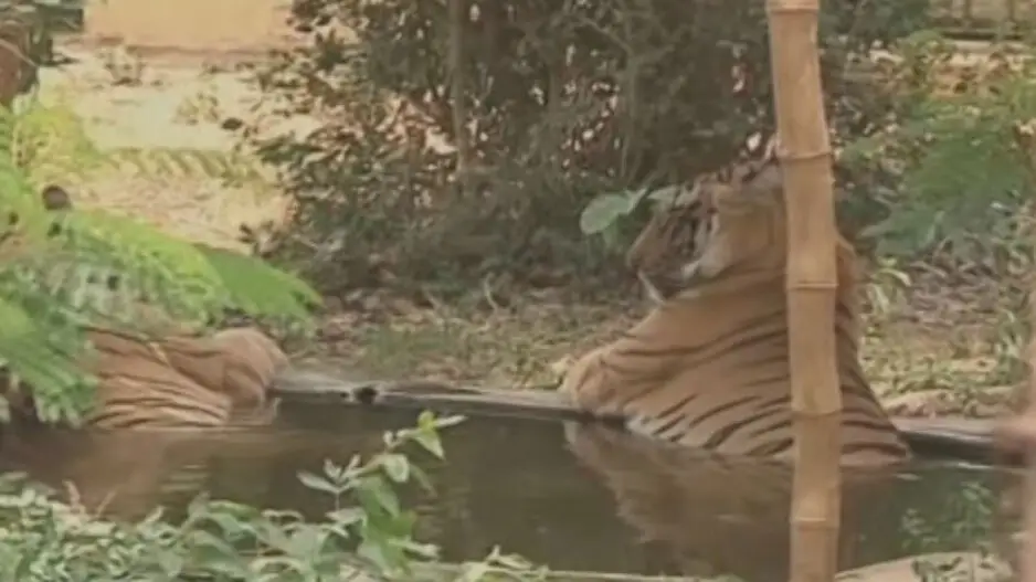 Similipal Tiger Reserve to welcome 2 new Royal Bengal Tigers from Maharashtra