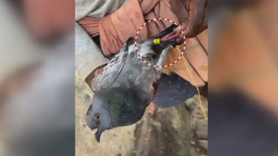 Odisha fisherman rescues ‘spy’ pigeon with number tag in Kendrapara