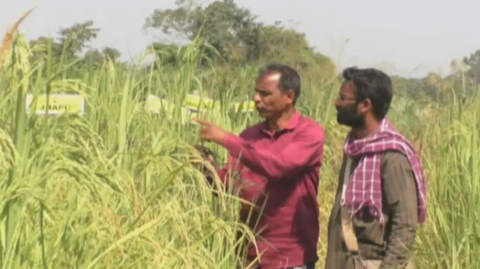Odisha’s rice warrior dedicates life to preserve India’s rare 1200 Indigenous rice species