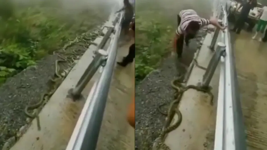 Scary! Man throws pile of snakes down the valley from roadside with bare hands, watch