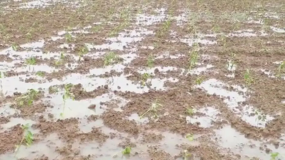 Cyclone Dana triggers severe damage to standing crops & vegetable cultivation in Kendrapara, farmers in distress