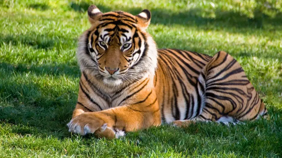 Tigress translocated from TATR in Maharashtra to Odisha reserve after Centre's nod