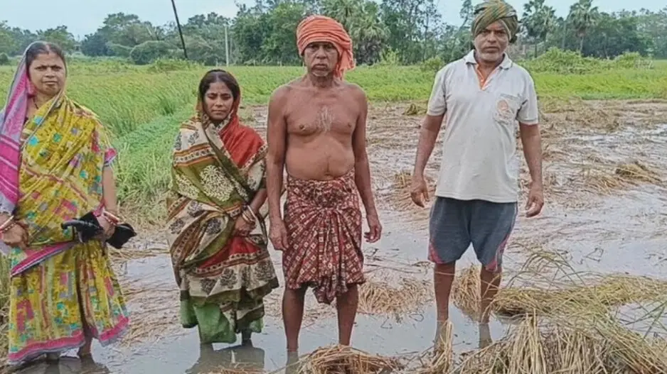 Cyclone Dana causes extensive damage to paddy crops, vegetable cultivation; several areas inundated in Bhadrak