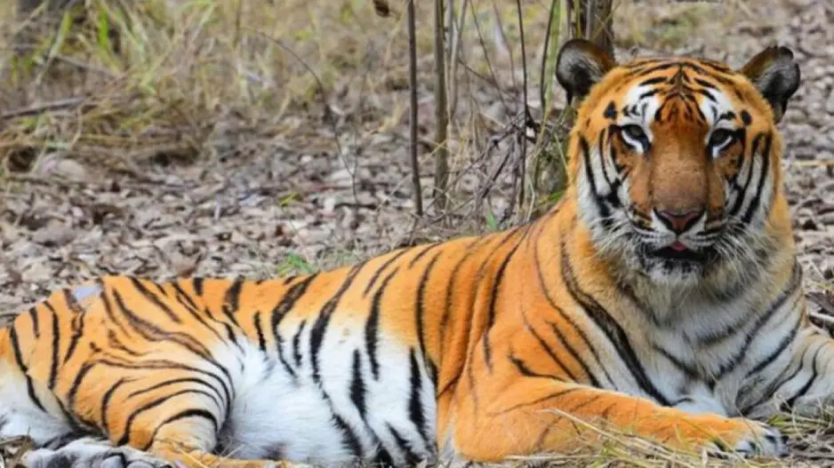 Odisha's Similipal gets Royal Bengal Tiger from Maharashtra as its new guest