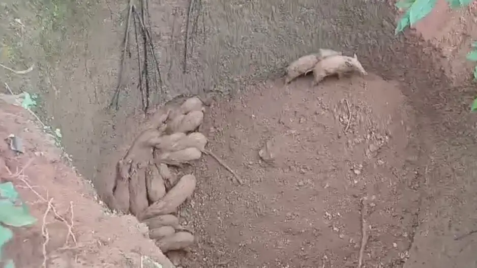 28 wild boars fall into abandoned well in Odisha, rescued