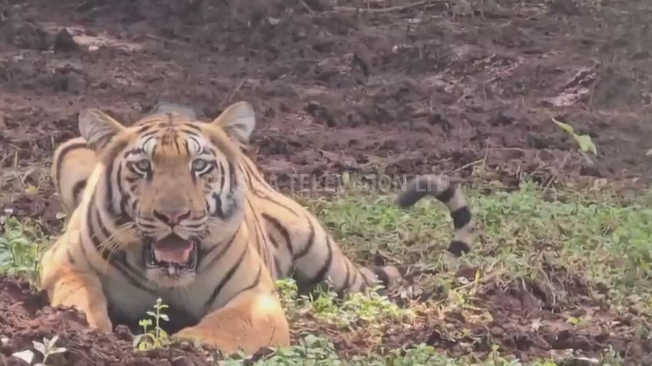 Tigress brought from Maharashtra makes her first kill in Odisha’s Similipal Tiger Reserve