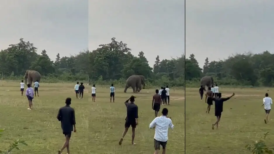 Wild Jumbo spotted playing football in Odisha's Keonjhar, watch
