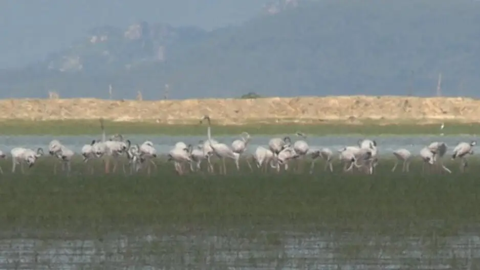Chilika Lake welcomes winged guests from across the world ahead of winter