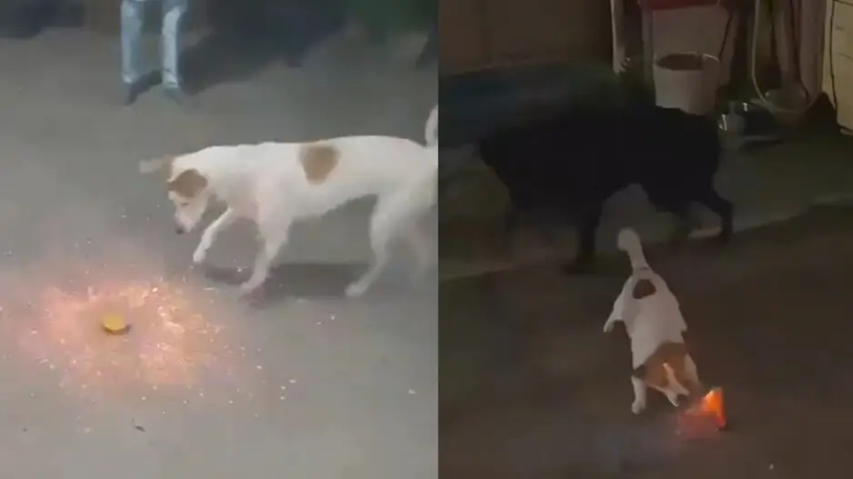 Alpha dogs on Diwali! Videos of these canines will prove many wrong, watch