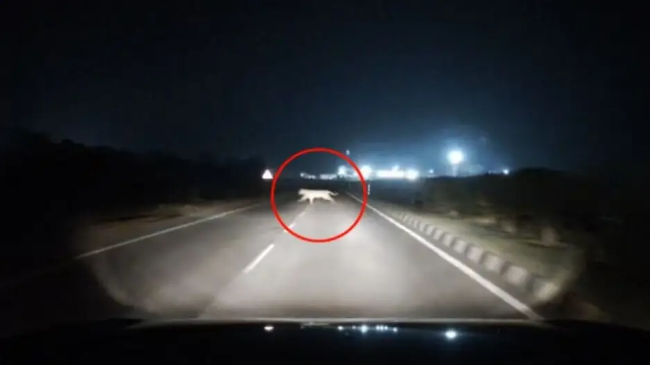Royal Bengal Tiger crossing NH 16 caught on camera near Berhampur
