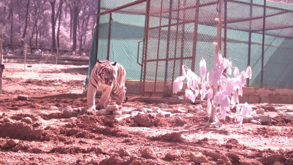 Tigress Jamuna brought from Maharashtra released into the wilds of Similipal