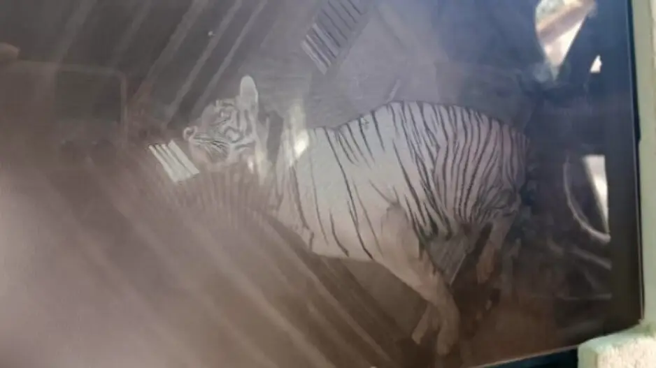 Second tigress from Maharashtra released into soft enclosure in Similipal Tiger Reserve