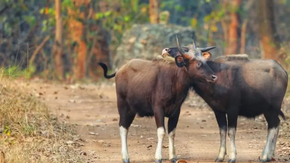 659 Indian Bison enumerated in Odisha's Debrigarh Wildlife Sanctuary