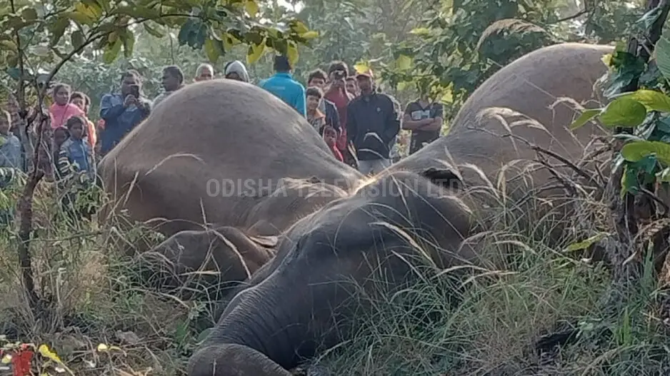 Three elephants killed after falling in electric trap laid for boars in Odisha